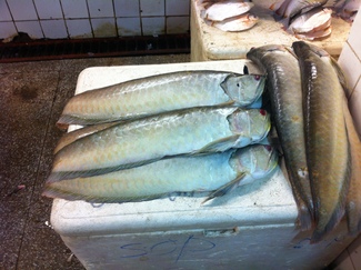 Pirarocú, el pez gigante del Amazonas