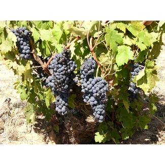 Uva Bodega Rejadorada