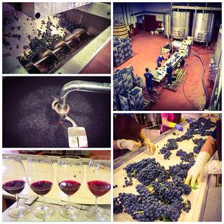 Proceso elaboración Bodega Rejadorada