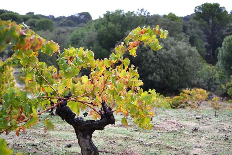 Vinos de Madrid: Sorpresas para mi paladar
