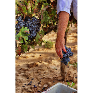 Trabajo en el viñedo