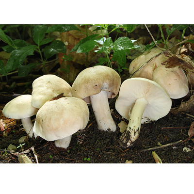 Selección de las mejores setas según los foreros de Verema