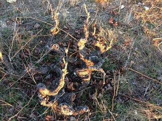 Ya os enseñaré como evoluciona. 