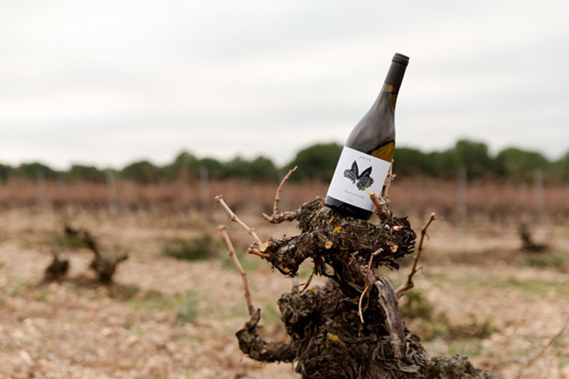 Javier Sanz Viticultor recupera un clon autóctono de la verdejo, la Malcorta.
