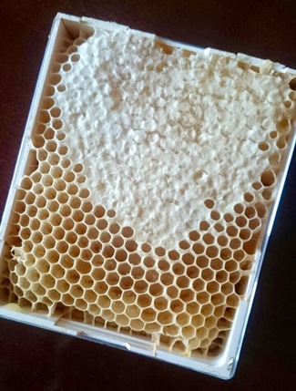 Comer miel directamente del panal