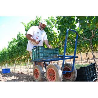 Vendimia manual Vins Miquel Gelabert