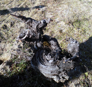 De Visita a la Bodega Bernabeleva 