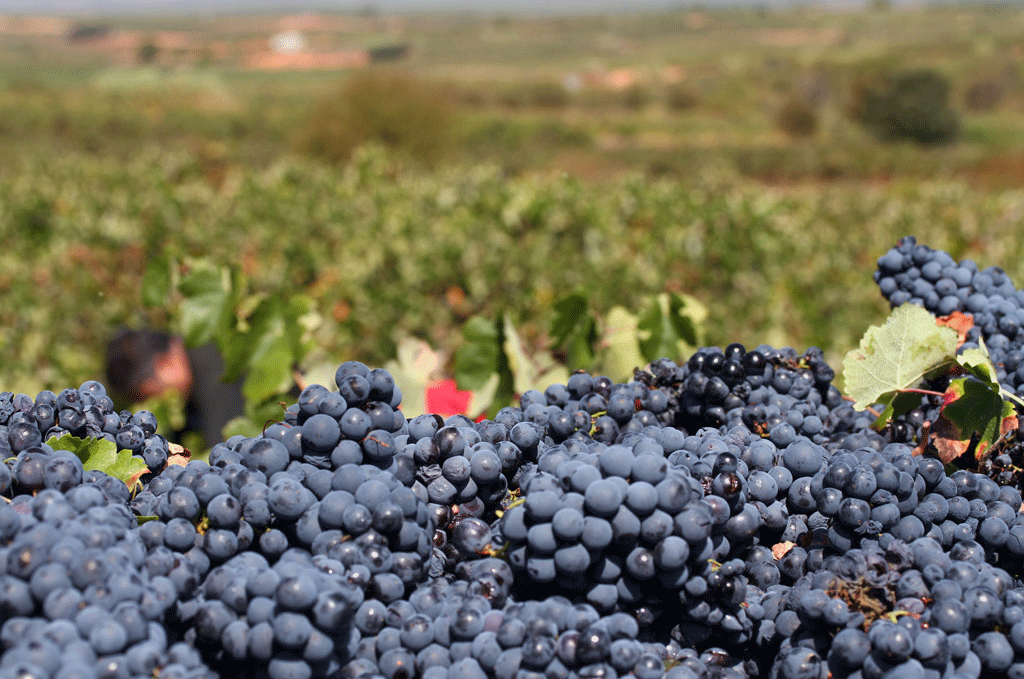 Utiel-Requena elabora en 2014 un 6,2% más de vino embotellado que en 2013