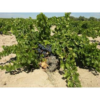 Garnacha en vaso Bodegas Tavera
