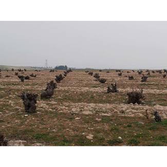Pago del Bosquecillo Bodegas Tavera