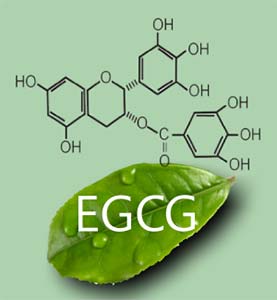 Té verde para perder peso