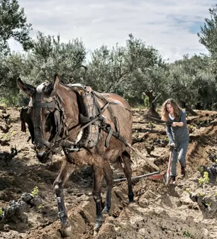 Las Moradas de San Martín: La otra garnacha madrileña