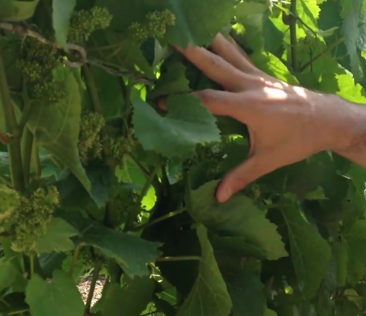 Champagne - Montaña de Reims