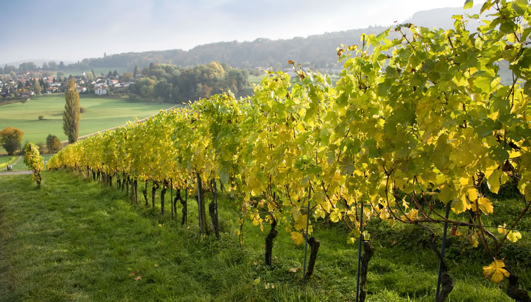 Zonas emergentes de vino blanco en España y Portugal