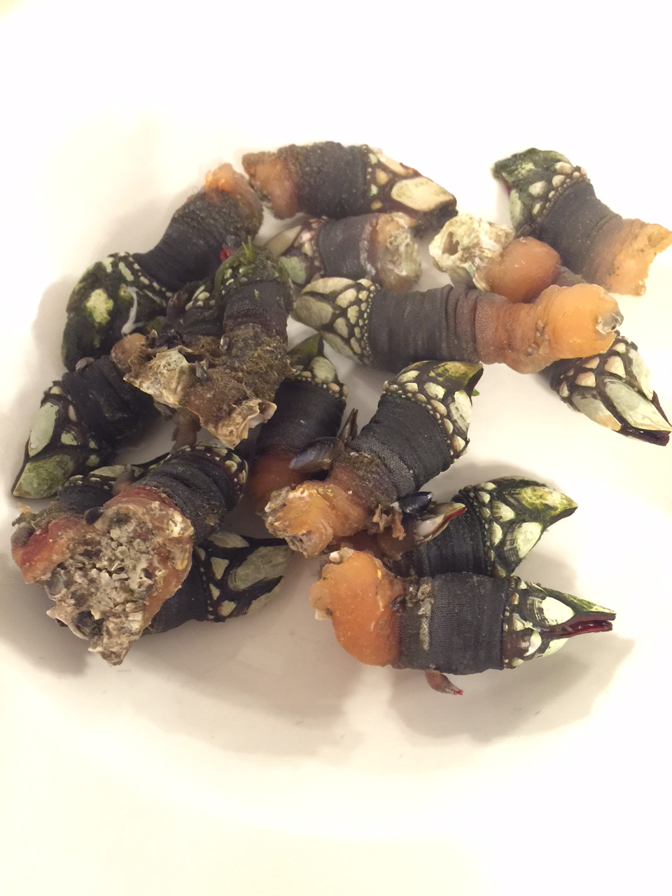 Percebes, esos seres que engendran gansos