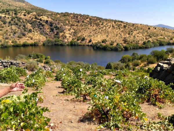 Albillo: variedad histórica en alza