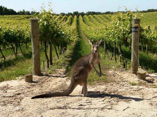 Wine & Spirits: 12 bodegas españolas se cuelan en el Top 100