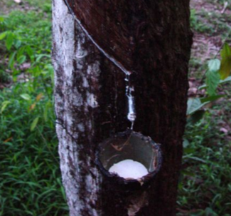 El árbol del chicle