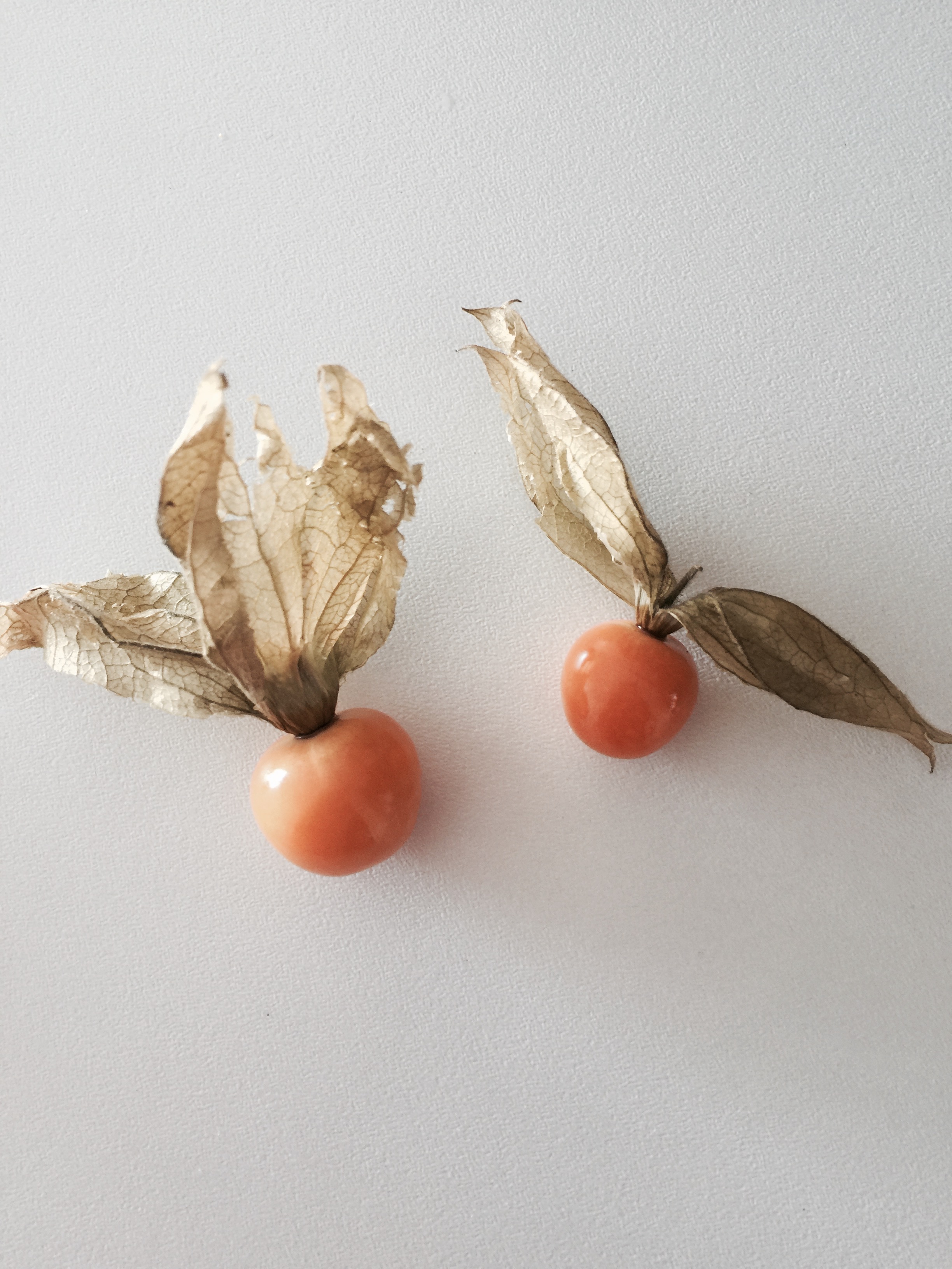 Physalis, revientacaballo, tomatillo o uvilla del campo
