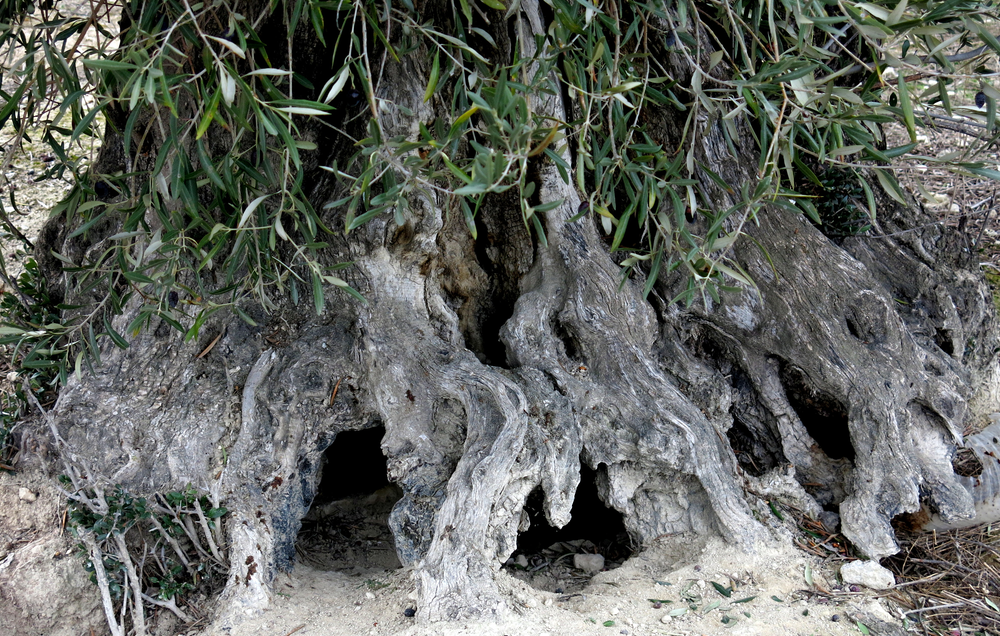Olivos milenarios vs. olivos jóvenes