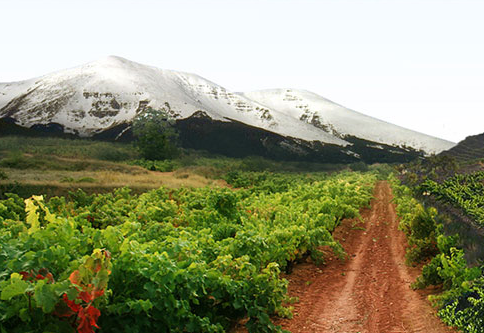 Zonas vitivinícolas de España poco conocidas