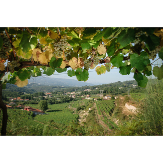 Bodegas GRM Viñedos