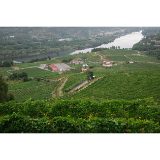 Bodegas GRM Viñedos 3