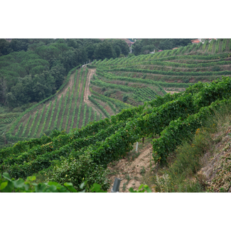 Bodegas GRM Viñedos Colina