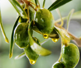 Principales variedades de aceituna en Grecia