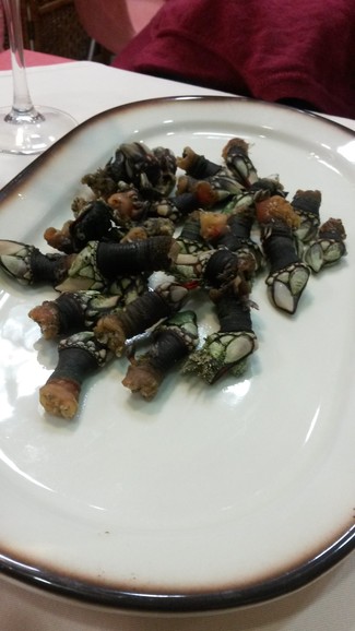 Percebes