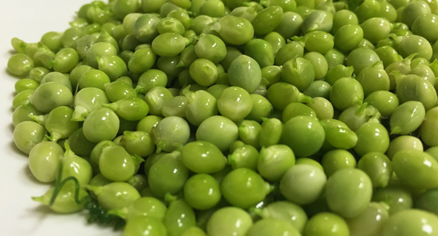 El caviar verde, los guisantes lágrima de costa