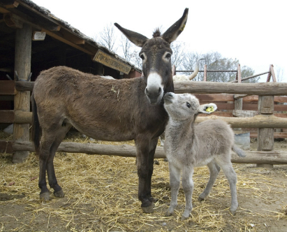 Queso Pule, el queso más caro del mundo
