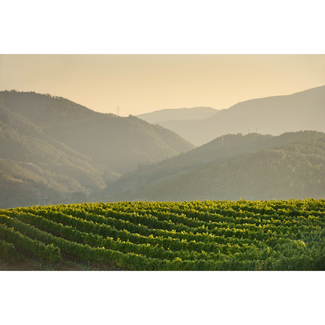 Viñedos con la montaña de fondo