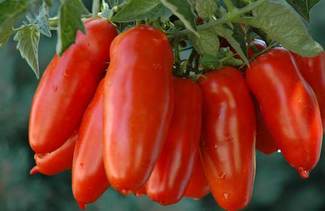 San Marzano