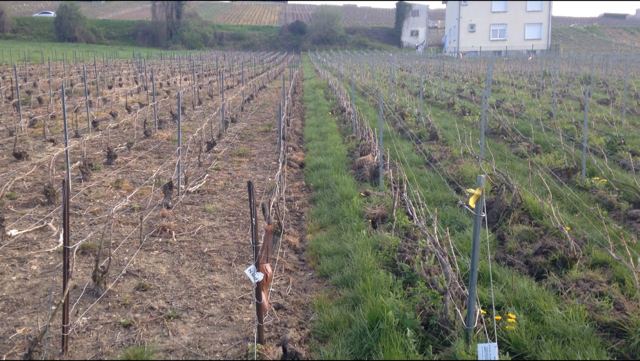 El Origen de los Champagnes Auténticos