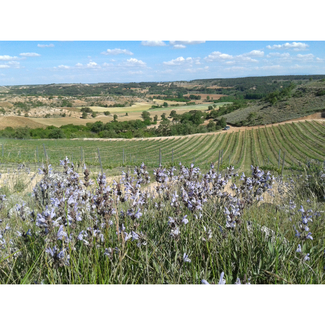 Viñedos flor de Lavanda