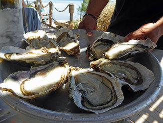 Huitres n° Tarbouriech, presentation