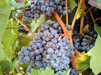 Vino ruso versus vino español: una comparativa