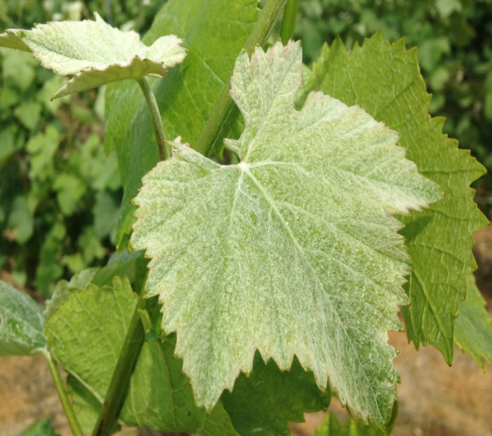 Revolución Champagne Meunier