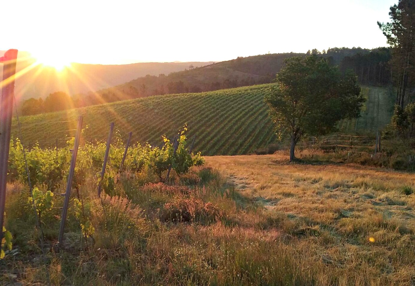 ¿Quieres crear un vino con nosotros? Proyecto de Crowdfunding de la Adega Eloi Lorenzo