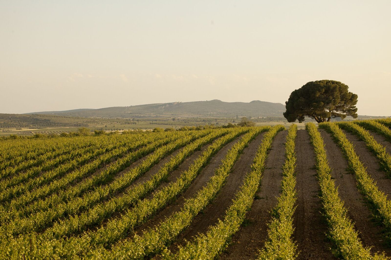 Sierra Norte, algo más que premios en concursos: la trascendencia de la opinión del consumidor