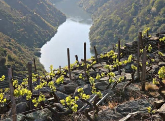 Los buenos blancos de la Ribeira Sacra