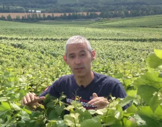 Champagne, la difícil añada 2016