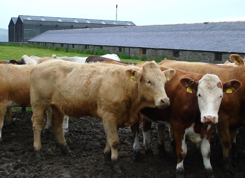 Rumbo al norte: Hacia las Orcadas.  4. En las islas, la destilería Scapa