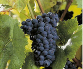 Las Variedades de Uva del Champagne