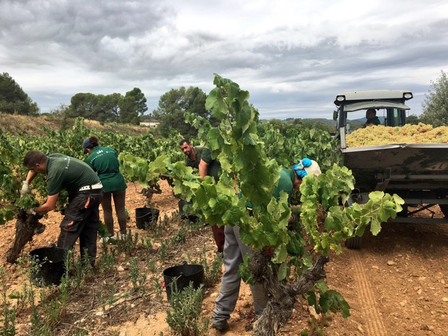 Vendimia en Raventós i Blanc, Añada 2016