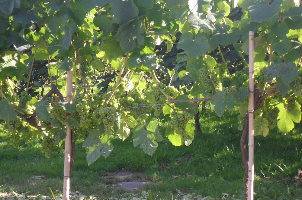 BUTROI: Txakoli moderno cimentado en la tradición.