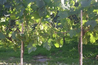 BUTROI: Txakoli moderno cimentado en la tradición.