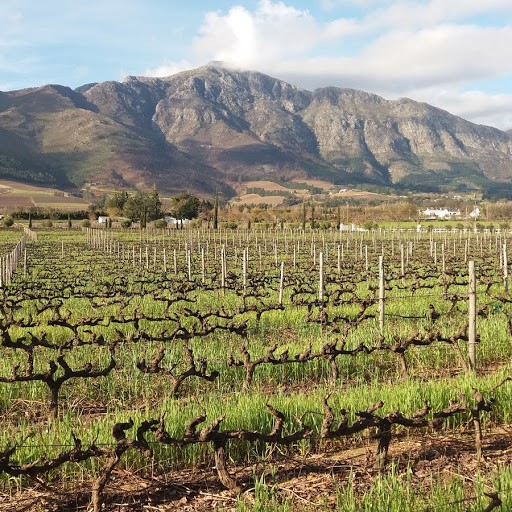 Ruta de bodegas y vinos en Sudáfrica