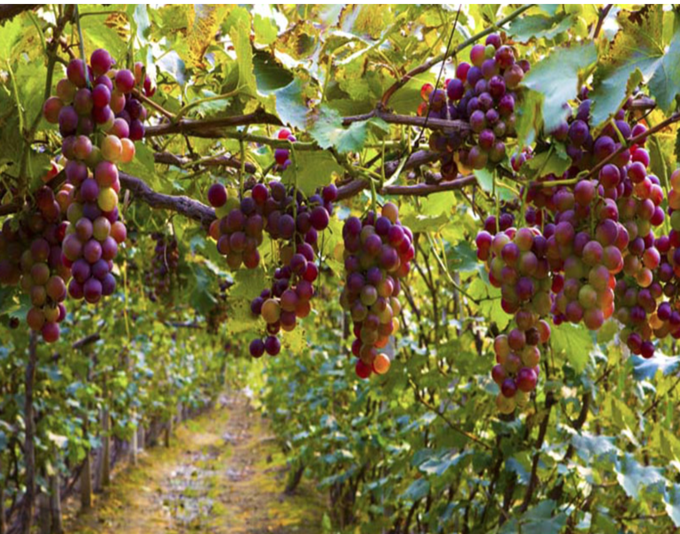 La Elaboración de un Tinto Joven